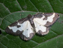 Lomaspilis marginata (Schwarzaderspanner) / GEOMETRIDAE/Ennominae (Spanner)