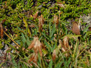 Malacosoma alpicola (Alpiner Ringelspinner, Weibchen) / CH TI Airolo, Gotthardpass, Lago della Sella 2240 m 
