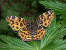 Araschnia levana (Landkärtchen, Frühlingsform) / NYMPHALIDAE/Nymphalinae (Edlefalter)