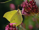 Gonepteryx rhamni (Zitronenfalter) / CH BE Hasliberg 1050 m, 23. 07. 2013