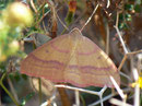 Rhodostrophia tabidaria / GEOMETRIDAE/Sterrhinae (Spanner)