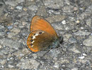 Coenonympha arcania (Weissbindiges Wiesenvögelchen) / CH TI Gotthardpass 2230 m, 27. 07. 2012
