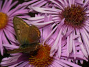 Lycaena tityrus (Brauner Feuerfalter, Männchen) / CH TI Centovalli Costa 1000 m, 29. 09. 2010