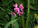 Lathyrus sylvestris (Fabaceae)