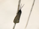 Heterogynidae (Federwidderchen)