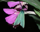 Adscita alpina (Alpen-Grünwidderchen) /  ZYGAENIDAE/Procridinae (Widderchen)