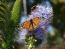 Danaus plexippus (Monarch) / Portugal Madeira Funchal, Meereshöhe, 08. 02. 2015