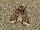 Allophyes oxyacanthae (Weissdorn-Eule)