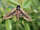 Sphinx ligustri (Ligusterschwärmer) / SPHINGIDAE (Schwärmer)
