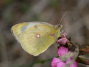 Colias croceus (Postillon, Männchen) / CH VS Val d'Anniviers, St-Luc, Tignousa 1900 m, 11. 10. 2012