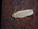 Eilema lurideola (Laubholz-Flechtenbär) / ARCTIIDAE/Lithosiinae (Bärenspinner)