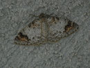 Venusia blomeri (Bergulmen-Spanner) GEOMETRIDAE/Larentiinae (Spanner)