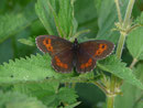 Erebia euryale adyte / CH UR Meiental, Gitzichrummenflue 1613 m, 13. 07. 2017
