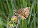 Erynnis tages (Dunkler Dickkopffalter)