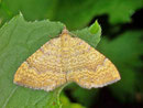 Camptogramma bilineata (Ockergelber Blattspanner) S_20090707_Hasliberg 1220m