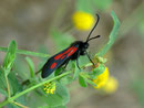 Zygaena romeo (Südliches Plattersben-Widderchen) / ZYGAENIDAE (Widderchen, Blutströpfchen)