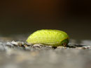 Apoda limacodes (Grosser Schneckenspinner) / CH BE Hasliberg 1070 m, 06. 10. 2012