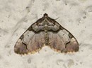 Anticlea derivata (Schwarzbinden-Rosen-Blattspanner) GEOMETRIDAE/Larentiinae