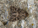 Apamea furva (Trockenrasen-Blättereule)