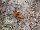 Melitaea didyma (Roter Scheckenfalter, Männchen) / CH VS Brentschen Niwenalp 1580 m, 18. 09. 2009