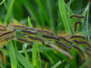 Malacosoma alpicola (Alpiner Ringelspinner) / CH BE Hasliberg 1300 m, 10. 05. 2015