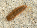 Phragmatobia fuliginosa (Zimtbär) / CH BE Hasliberg 1050 m, 07. 08. 2014