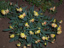Anthyllis vulneraria (Wundklee)