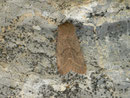 Orthosia incerta (Variable Kätzcheneule) / CH BE Hasliberg 1050 m, 25. 04. 2015