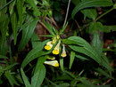 Melampyrum pratense (Wiesen-Wachtelweizen) / Scrophulariaceae