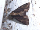 Dypterygia scabriuscula (Dunkle Knötericheule) / NOCTUIDAE (Eulen)