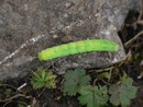Phlogophora meticulosa (Achateule, Raupe) / CH OW Kerns Ächerlipass Arvigrat, 18. 08. 2014 