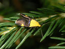 Oecophora bractella