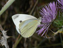 Pieris rapae (Kleiner Kohlweissling, Weibchen) / Griechenland Kreta Fodele 150 m, 20. 05. 2011