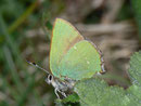 Callophrys rubi (Brombeer-Zipfelfalter) / CH VS Ravoire 1150 m, 19. 04. 2011