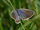 Plebejus argyrognomon (Weibchen) /  LYCAENIDAE/Polyommatini (Bläulinge)