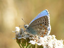 Polyommatus bellargus (Himmelblauer Bläuling, Männchen) / CH GR Surselva Sedrun Valtgeva  1548 m, 17. 09. 2012