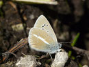 Polyommatus damon (Grünblauer Bläuling) / CH FR Vallée des Morteys, 29. 07. 2016