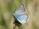 Polyommatus hispana (Männchen)  / LYCAENIDAE/Polyommationi (Bläulinge)