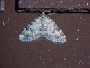 Perizoma incultaria / GEOMETRIDAE/Larentiinae (Spanner)