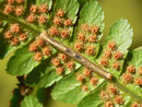 Alcis repandata (Braunmarmorierter Baumspanner, Raupe) / CH BE Hasliberg1050 m, 04. 10. 2023 an Dryopteris filix-mas