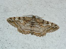 Alcis repandata (Braunmarmorierter Baumspanner, Männchen) / CH BE Hasliberg 1050 m, 19. 06. 2012