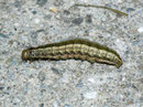 Tholera decimalis (Weissgerippte Lolcheule) / CH BE Hasliberg 1050 m,  01. 06. 2012