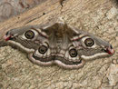 Saturnia pavonia (Kleines Nachtpfauenauge) / SATURNIIDAE (Nachtpfauenaugen)