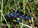 Amata phegea (Weissfleck-Widderchen) / ARCTIIDAE/Syntominae (Bärenspinner)