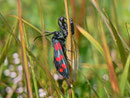 Zygaena filipendulae (Sechsfleck-Widderchen) / CH BE Hohgant 1820 m, 30. 07. 2012
