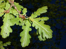 Quercus robur (Stieleiche) / Fagaceae