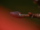 Xanthia citrago (Linden-Gelbeule) / CH BE Hasliberg 1070 m (an Tilia platyphyllos)