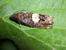 Epiblema sticticana / TORTRICIDAE/Eucosmini (Wickler)