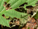 Jodis lactearia