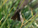Macaria fusca (Pygmaena fusca) / GEOMETRIDAE/Ennominae /Spanner)